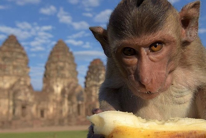 Private Tour to Ayutthaya and Lopburi Monkey Temple (From Bangkok) - Common Questions