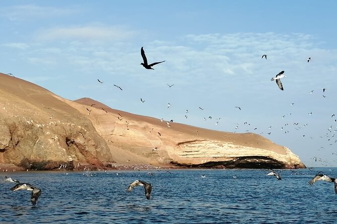 Private Tour to Ballestas Islands, Ica and Huacachina Including Sandboarding - Reviews