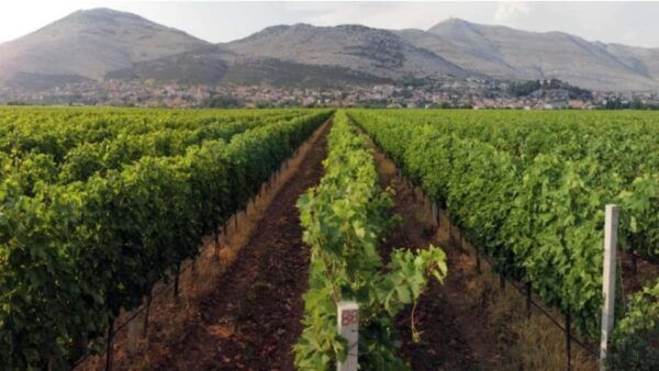 Private Tour To Bosnia And Hercegovina - Culinary Experiences
