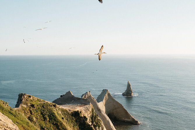 Private tour to Cape Kidnappers Gannet Colony - Exploring the Details: A Deep Dive Into the Tour