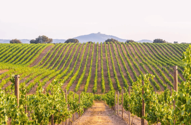 Private Tour to Discover Alentejo Wines - Wine Tasting Options