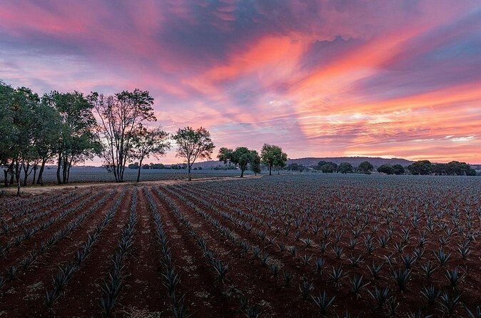 Private Tour to Distillery Tequila Ocho and Arandas - Who Will Love This Tour?