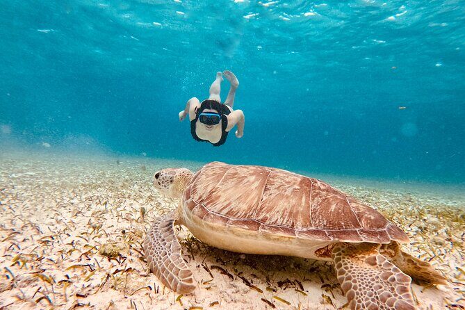 Private Tour to El Cielo and El Cielito and Palancar Cozumel - Exploring the Itinerary: What to Expect at Each Stop  