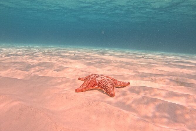 Private Tour to El Cielo and El Cielito and Palancar Cozumel - Practical Details: What Sets This Tour Apart  