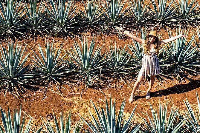 Private Tour to El Tequileño Distillery and visit to Tequila - What to Expect From the Itinerary