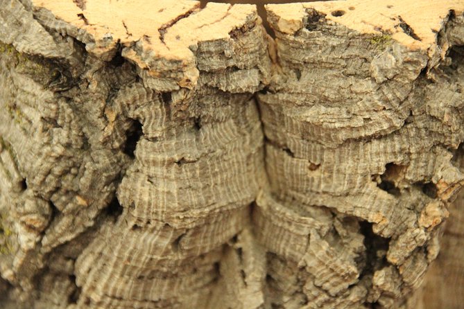 Private Tour to Evora and Cork Experience From Lisbon - Booking and Cancellation Policy