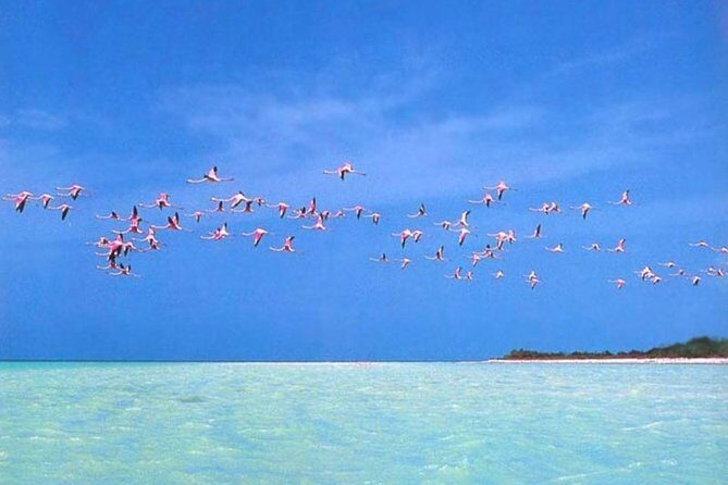 Private Tour To Holbox From Cancun - An In-Depth Look at the Tour Experience