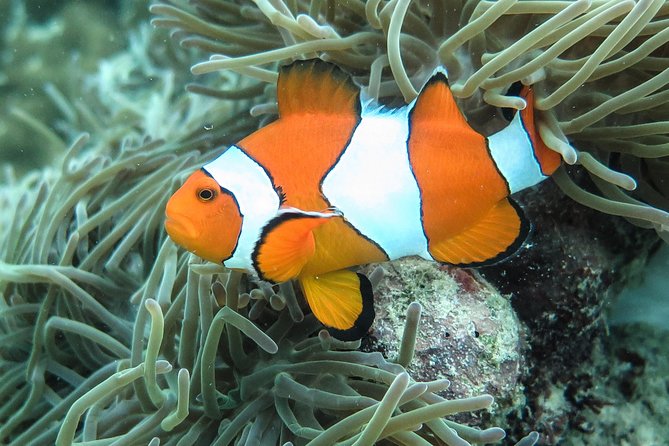 Private Tour to Hong Islands & 4 Islands With Sunset & Night Snorkel - Meeting and Pickup