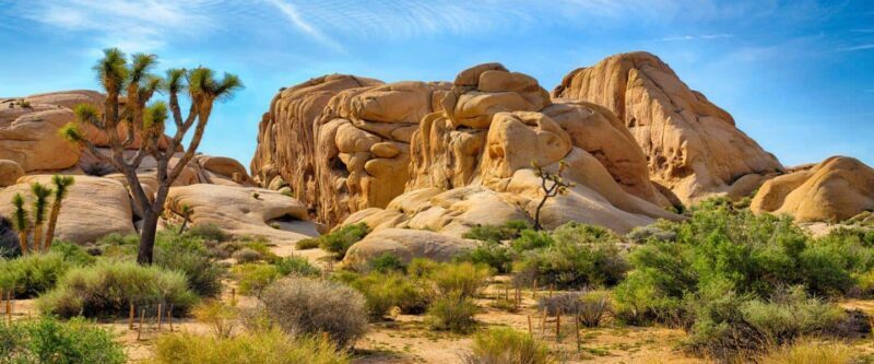 Private tour to Joshua Tree National park from Los Angeles - Good To Know