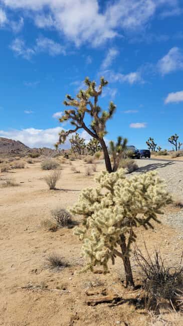 Private tour to Joshua Tree National park from Los Angeles - An Introduction to the Joshua Tree Private Tour