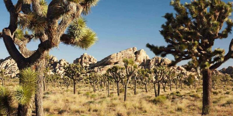 Private tour to Joshua Tree National park from Los Angeles - Transportation and Comfort