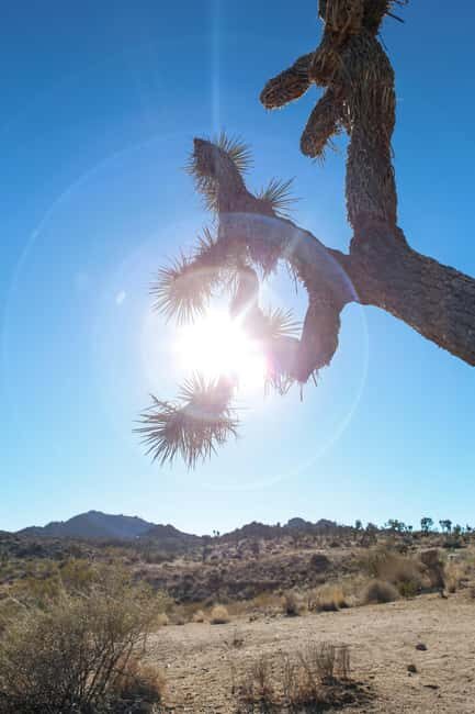 Private tour to Joshua Tree National park from Los Angeles - Authentic Experiences and Guide Insights
