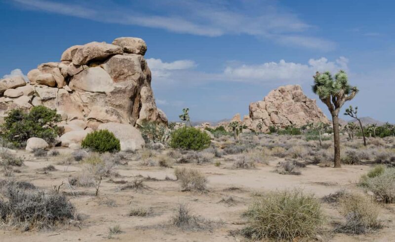 Private tour to Joshua Tree National park from Los Angeles - Practical Tips for Travelers