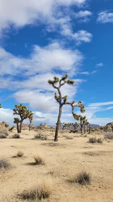 Private tour to Joshua Tree National park from Los Angeles - The Sum Up: Who Will Love This Tour?