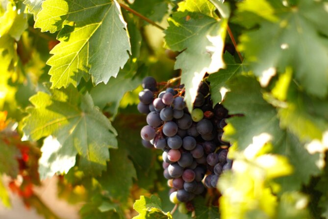 Private Tour to Khor Virap, Areni Cave or Winery, Noravank, Jermuk, Waterfall - Customer Reviews