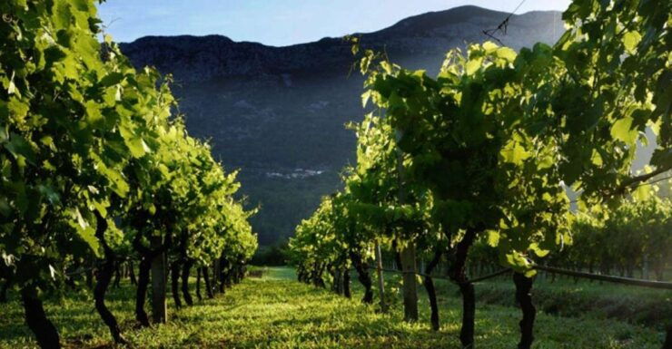 Private Tour to Konavle Valley With Wine Tasting - Tour Highlights