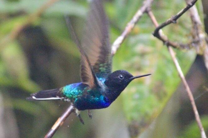 Private Tour to Mindo, With Chocolate and Coffee Tours - Tour Inclusions
