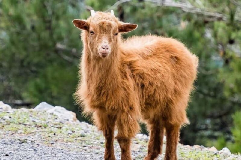 Private Tour to Myrtos Beach & Shepherd visit - Exploring the Private Tour to Myrtos Beach & Shepherd Visit
