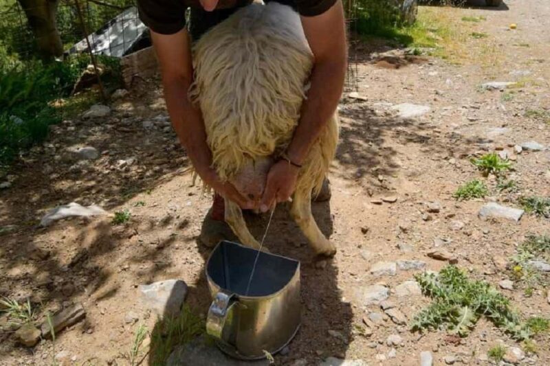 Private Tour to Myrtos Beach & Shepherd visit - Who Is This Tour For?