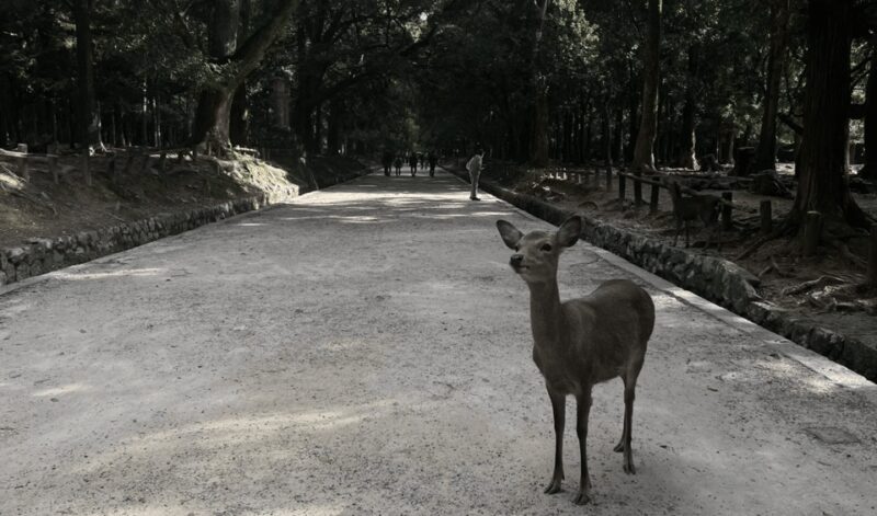 Private tour to Nara and Inari with Spanish-speaking Guide - An In-Depth Look at the Tour Experience
