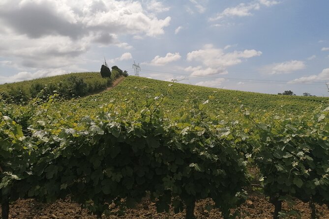 Private Tour to Obidos: Windmills, Vineyards and Flowery Villages From Lisbon - Exclusions