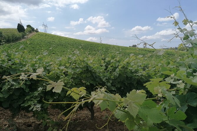 Private Tour to Obidos: Windmills, Vineyards and Flowery Villages From Lisbon - Additional Information