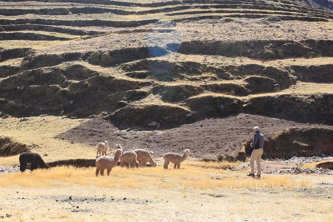 Private Tour to Palcoyo Mountain ;1 Day Tour, Cusco - Meeting and Pickup