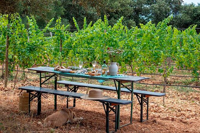 Private Tour to Palma Highlights and West Coast of Mallorca - Local Cuisine and Wine Tasting