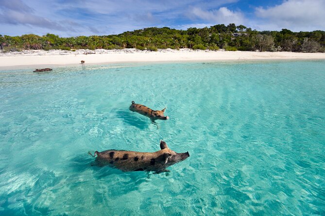 Private Tour to Pig Island and Koh Tan by Long Tail Boat - Booking and Flexibility