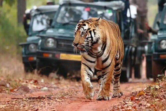 Private Tour to Ranthambore Tiger Reserve from Jaipur - Good To Know