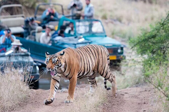 Private Tour to Ranthambore Tiger Reserve from Jaipur - What’s Included and What’s Not