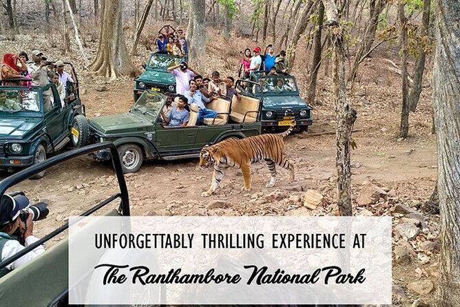 Private Tour to Ranthambore Tiger Reserve from Jaipur - Who Will Love This Tour?