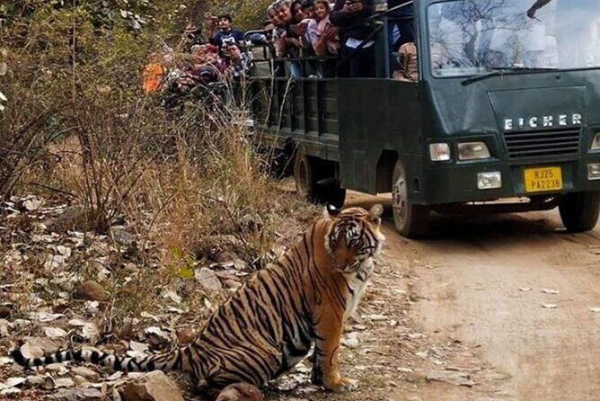 Private Tour to Ranthambore Tiger Reserve from Jaipur - Final Thoughts