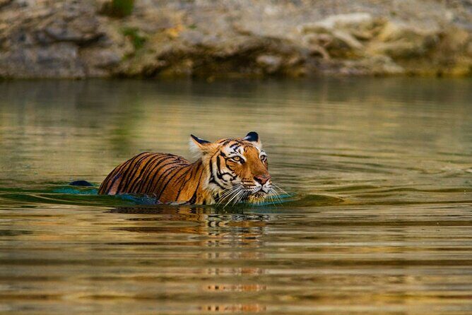 Private Tour to Ranthambore Tiger Reserve from Jaipur - FAQ