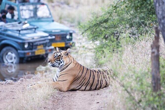 Private Tour to Ranthambore Tiger Reserve from Jaipur - Why Choose This Tour?