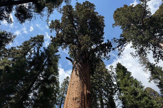 Private Tour to Sequoia and Kings Canyon National Parks - FAQ