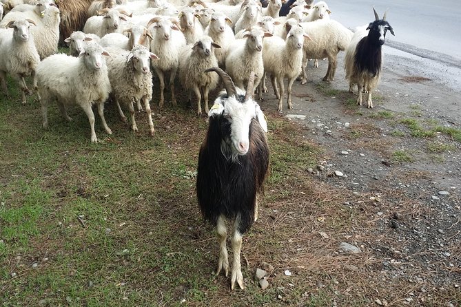 Private Tour to Sighnaghi and Bodbe From Tbilisi - Booking Information