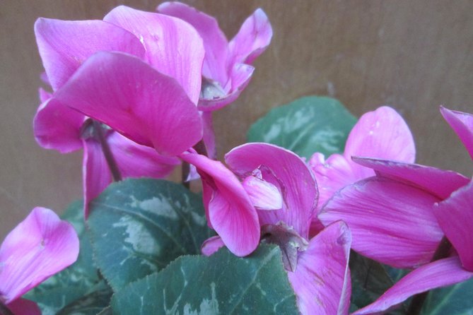 Private Tour to Spain Squaremaría Luisa Park - Inclusions