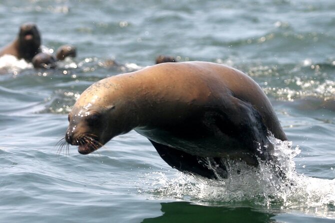 Private Tour to Spot Sea Lions in Palomino Islands From Lima - Booking Details