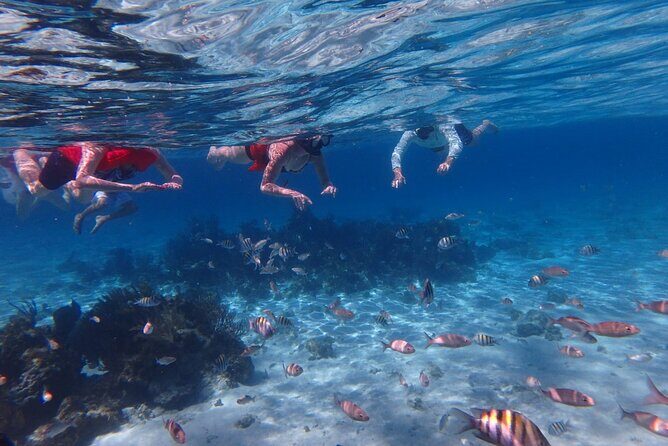 Private Tour to Stingray City & Snorkeling at Coral Gardens - Practical Details and Logistics