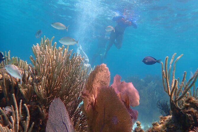 Private Tour to Stingray City & Snorkeling at Coral Gardens - What Past Guests Say