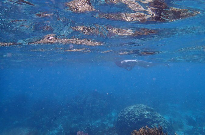 Private Tour to Stingray City & Starfish Point Beach - Transportation & Practical Aspects
