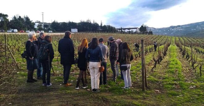 Private Tour to Stunning Douro Valley and Renowned Wineries - Experience Activities