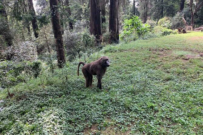 Private Tour to Suba Forest and Highest Peak With Lunch - Customer Reviews