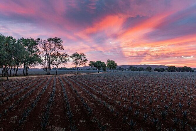 Private Tour to Tequila Ocho Distillery and the Town of Arandas - The Sum Up: Is This Tour Right for You?
