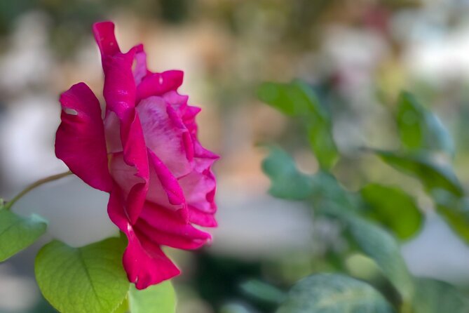 Private Tour to the Alhambra and Generalife From Motril Port - Accessibility Features