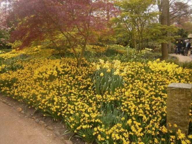 Private Tour to the Flowers From Amsterdam by Bus - Exclusive Private Group Experience