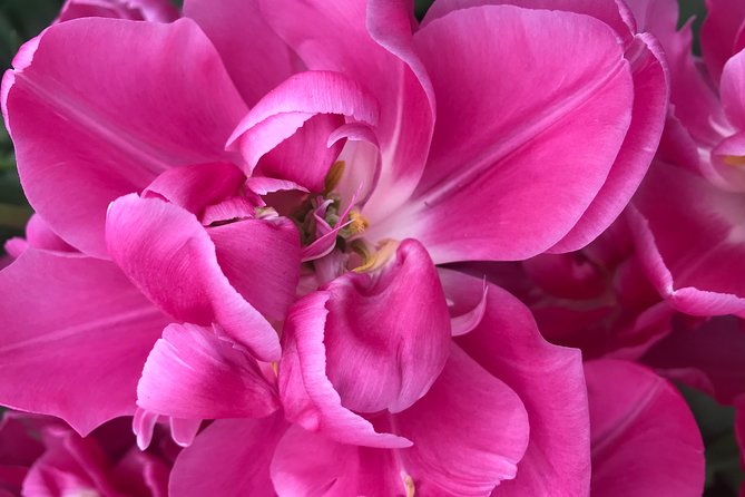 Private Tour to the Keukenhof - Background Information