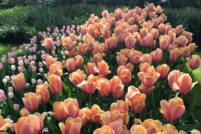 Private Tour to the Keukenhof - Tour Itinerary