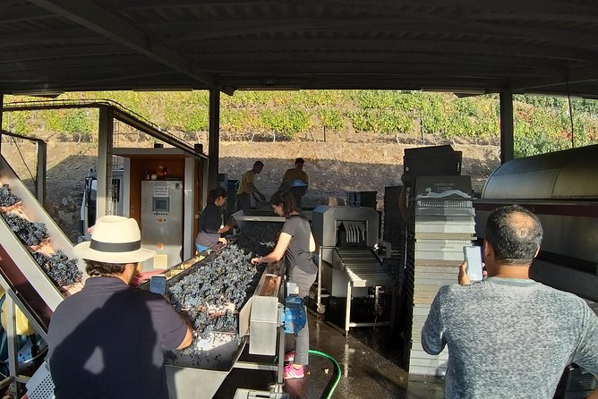 Private Tour to the Rock Art of Côa Park, Pinhão and Winery - The Sum Up